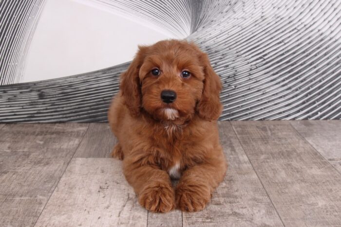 Yeller - Delightful Red Male F1B Mini Goldendoodle Puppy - Image 4