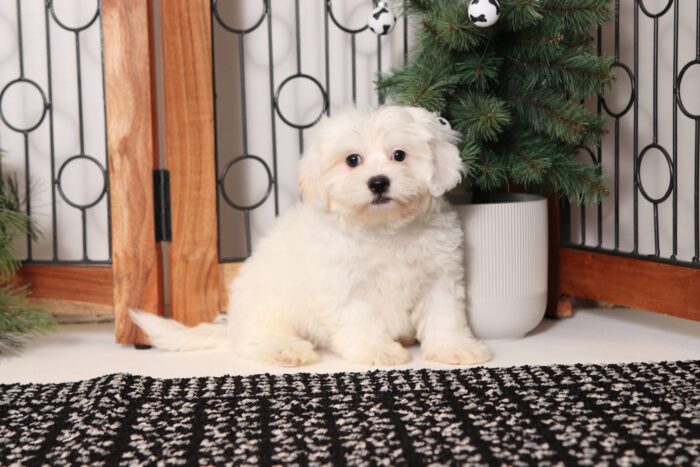 Yeti - Amazing Little Male Teddy Bear Puppy