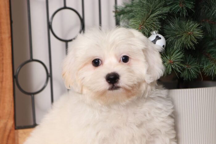 Yeti - Amazing Little Male Teddy Bear Puppy - Image 2