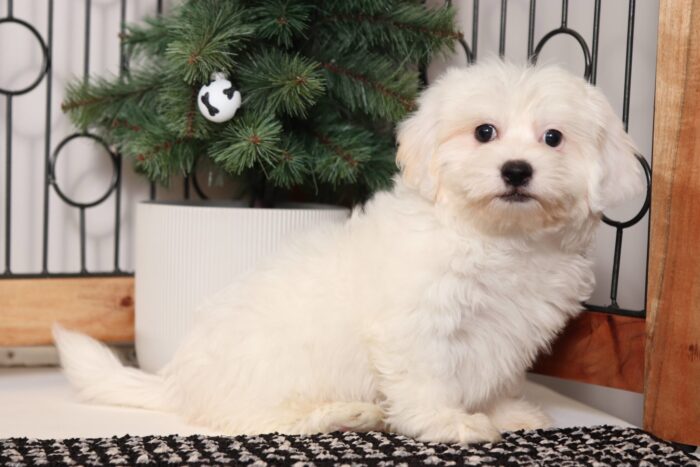 Yeti - Amazing Little Male Teddy Bear Puppy - Image 3