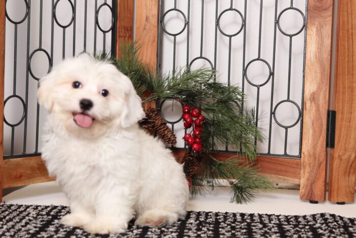 Yeti - Amazing Little Male Teddy Bear Puppy - Image 4