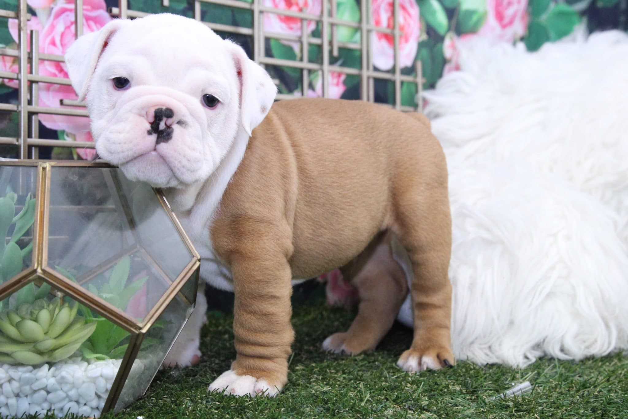 Yoda - Handsome Male English Bulldog - Image 2