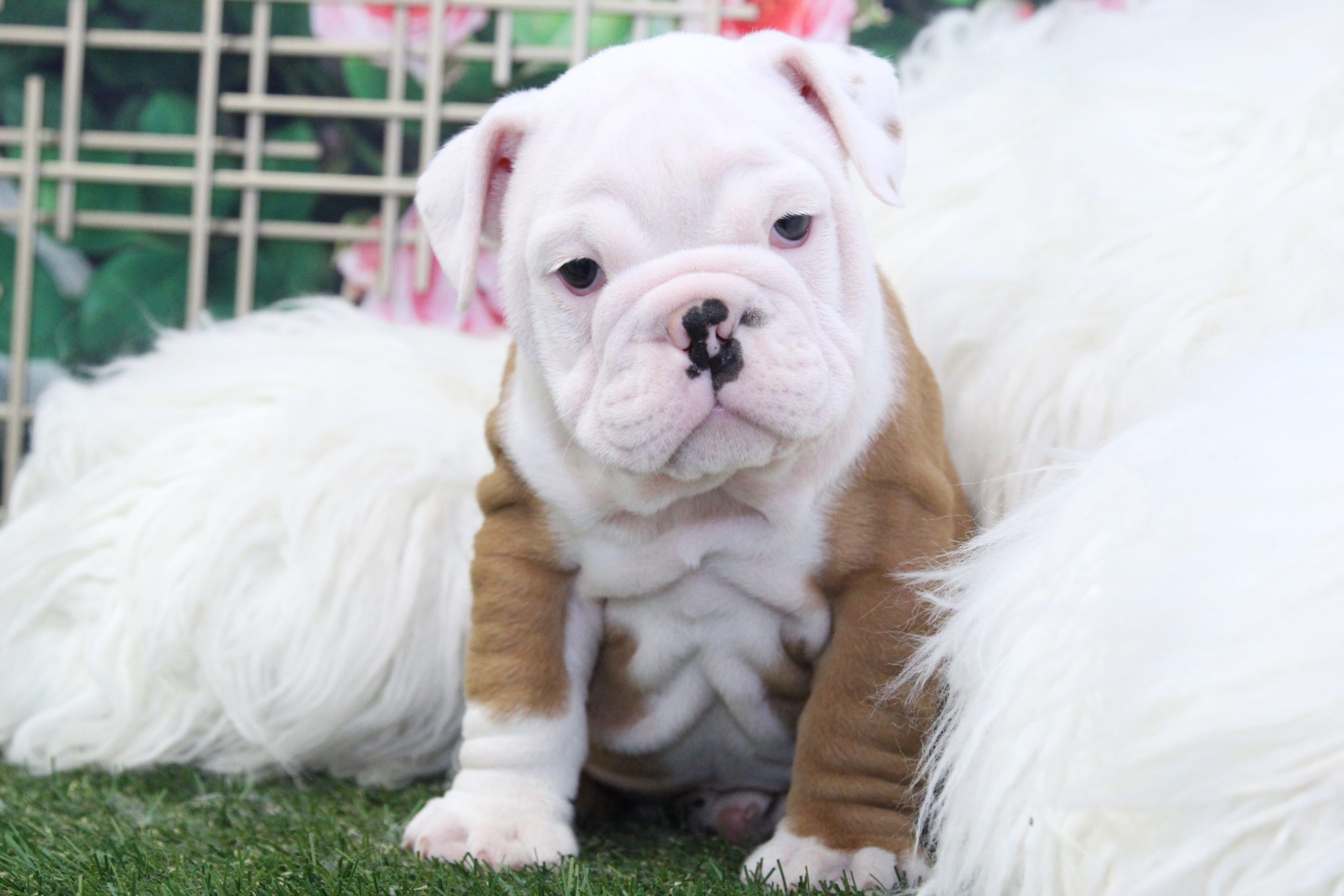 Yoda - Handsome Male English Bulldog - Image 3