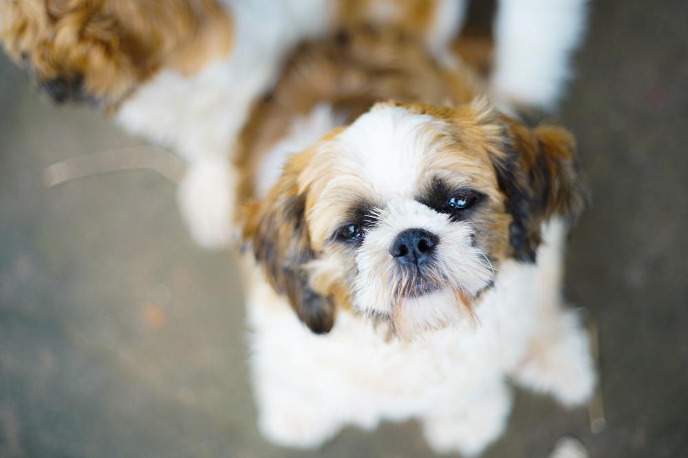 Yorkies Vs Shih Tzus