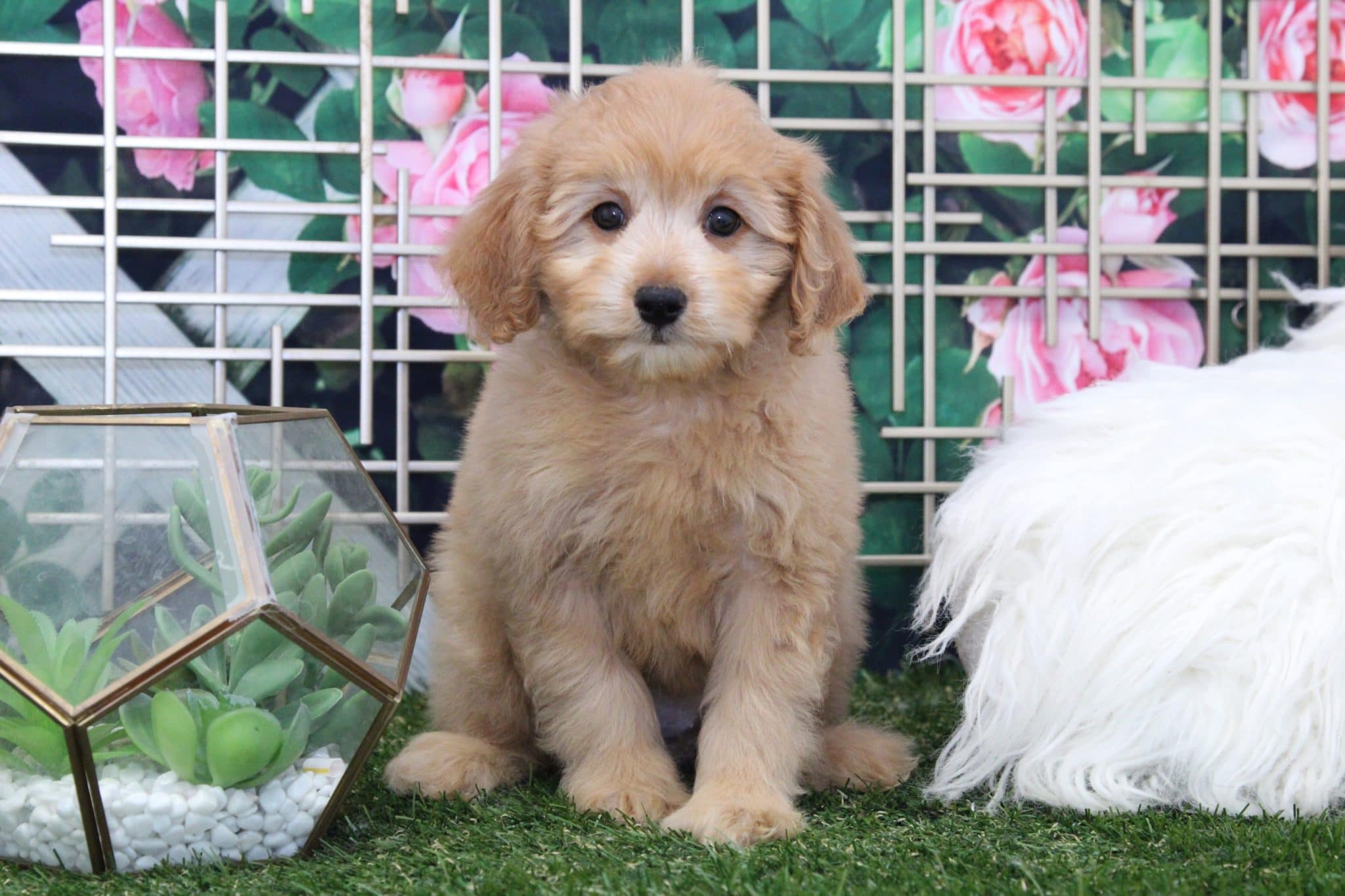Zara - Perfect Female Mini Goldendoodle Puppy