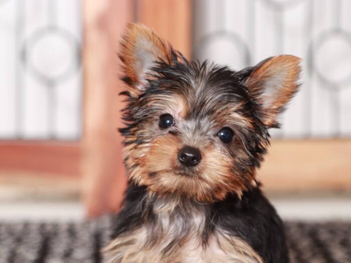 Zara - Beautiful Little Female ACA Yorkie Puppy - Image 4