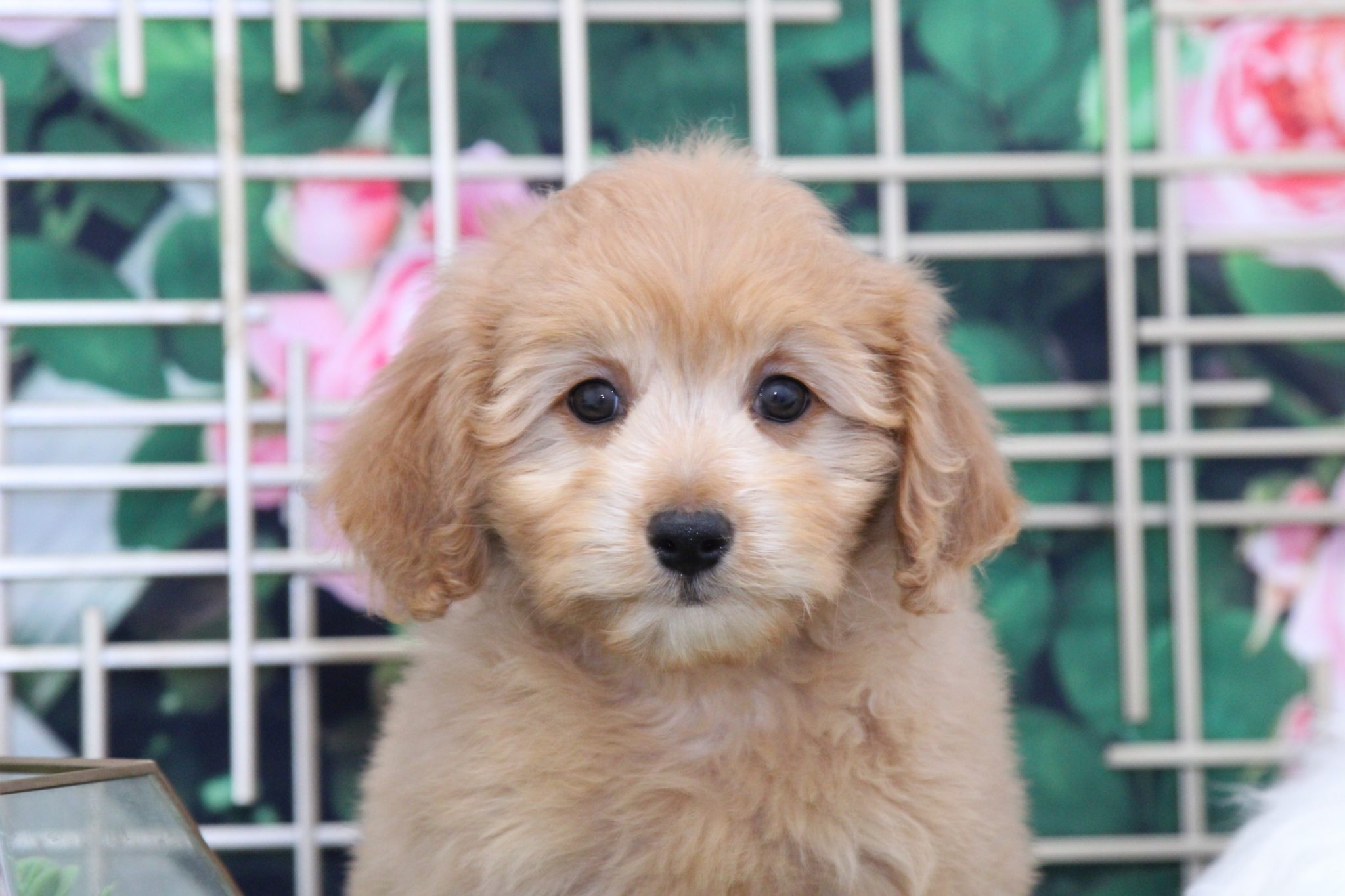 Zara - Perfect Female Mini Goldendoodle Puppy - Image 3