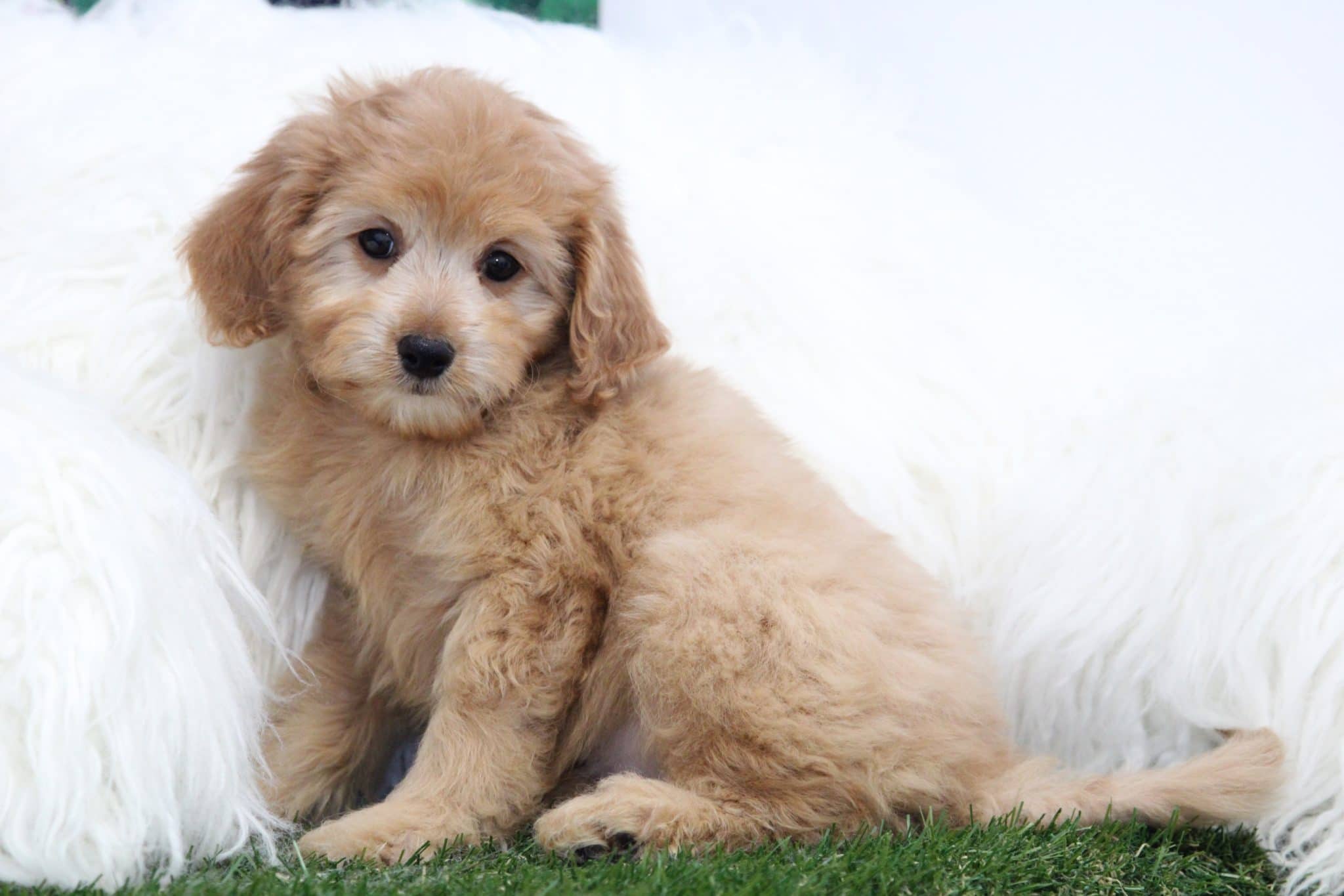 Zara - Perfect Female Mini Goldendoodle Puppy - Image 4