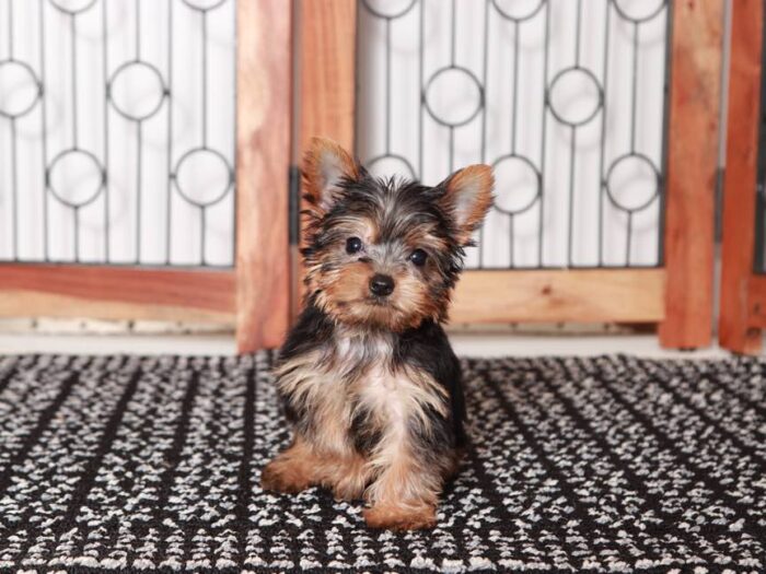 Zara - Beautiful Little Female ACA Yorkie Puppy - Image 2