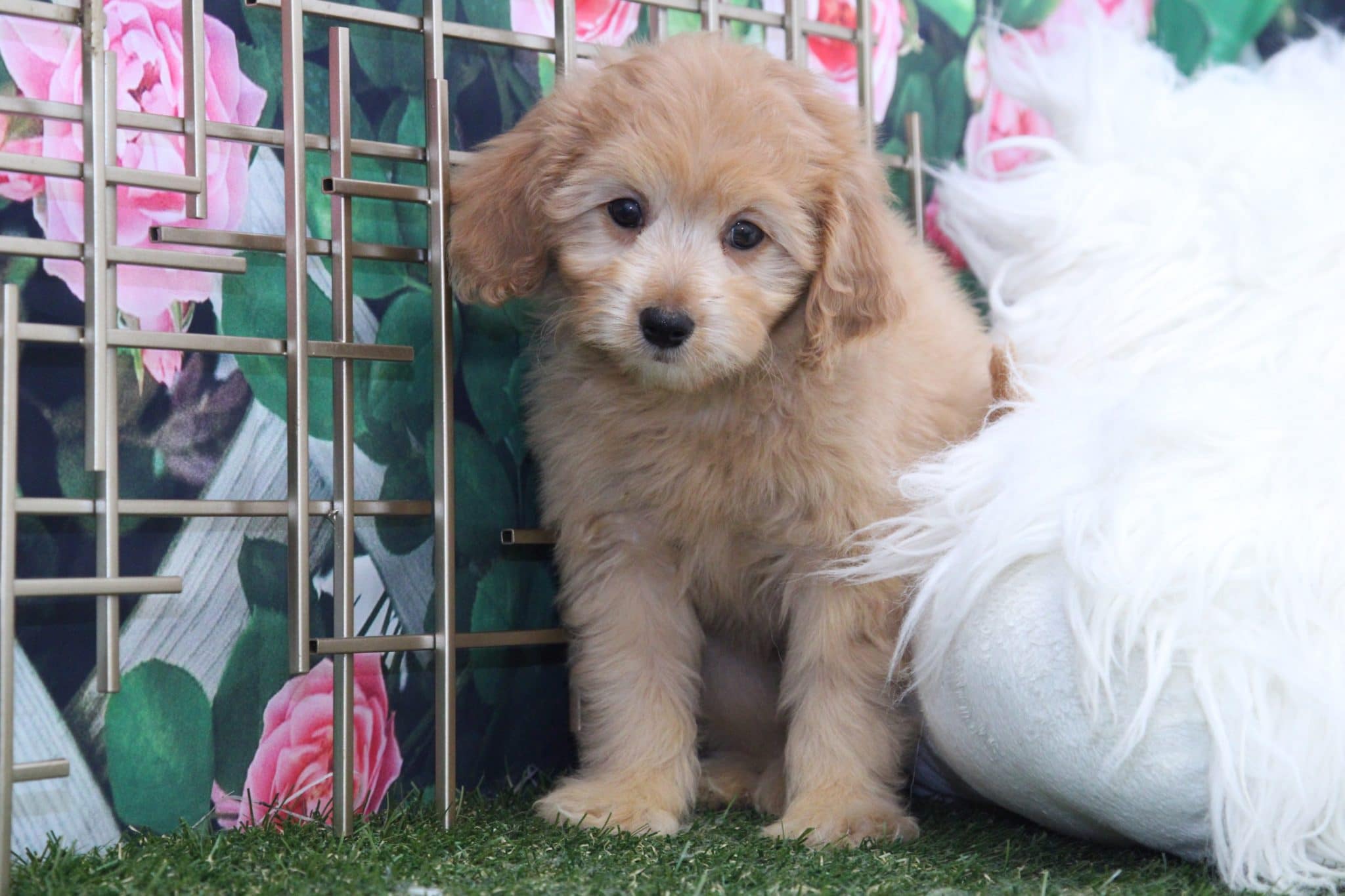 Zara - Perfect Female Mini Goldendoodle Puppy - Image 5