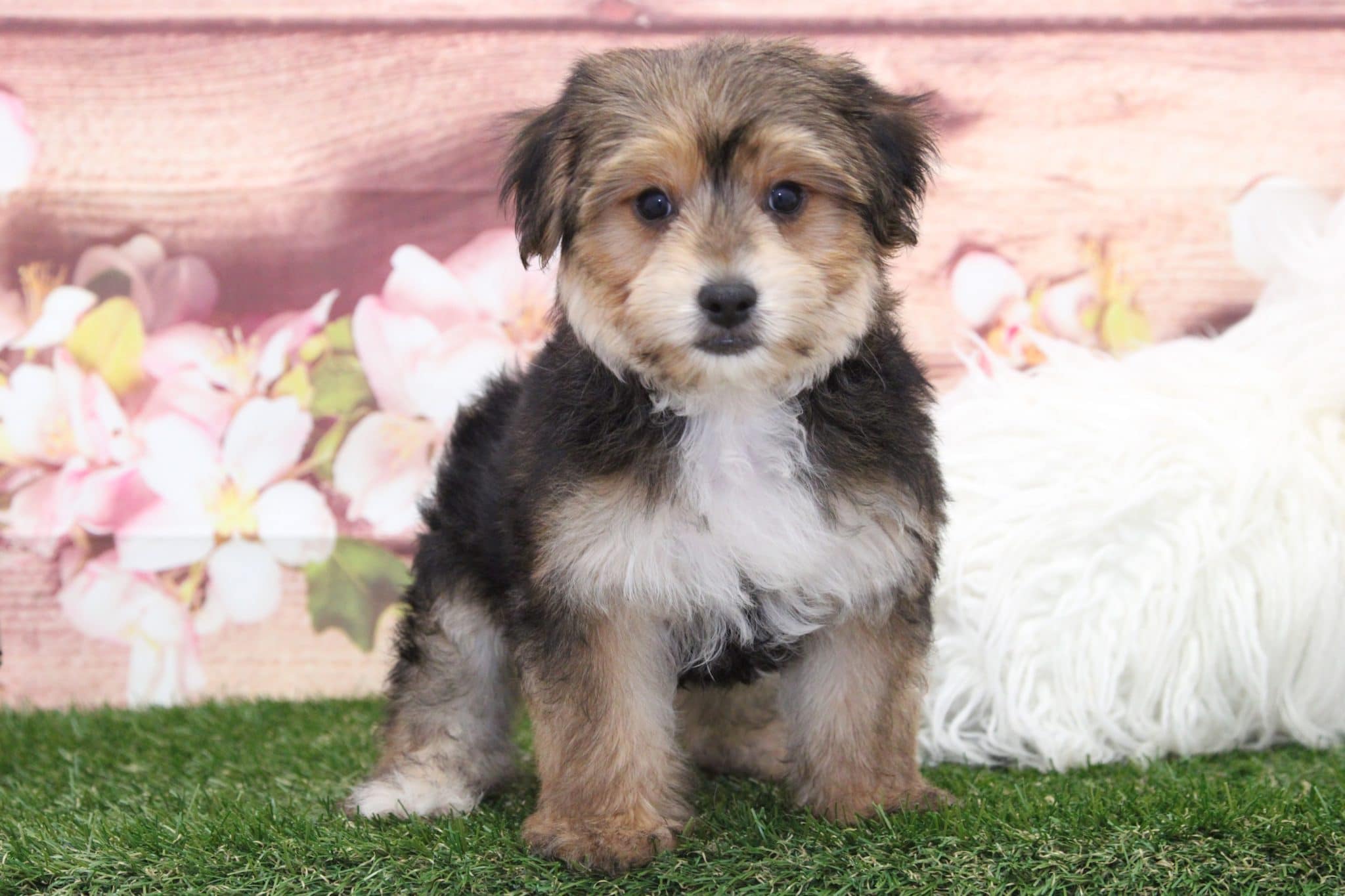 Zeus - Sweetest Male Morkie Puppy