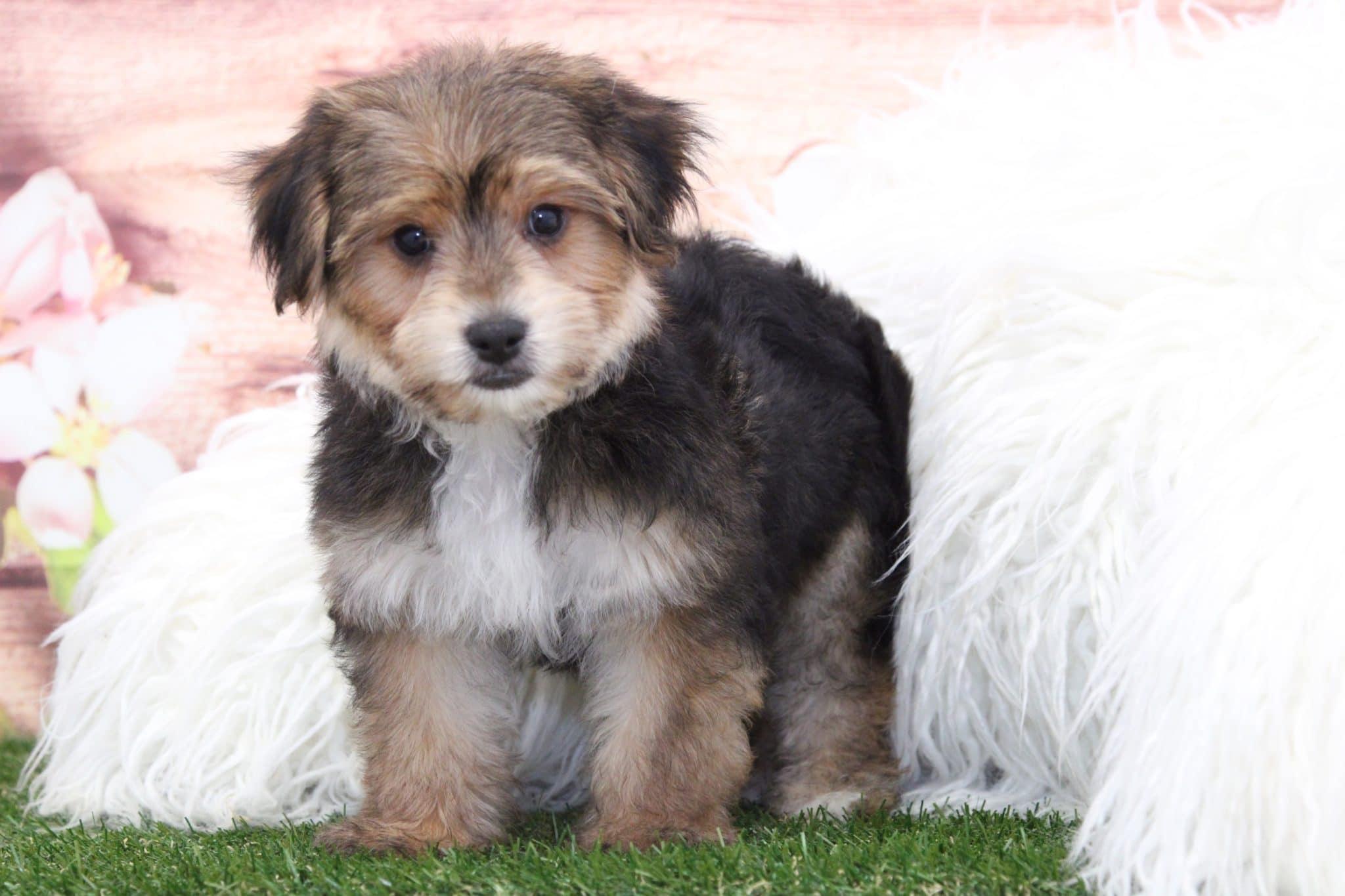 Zeus - Sweetest Male Morkie Puppy - Image 3