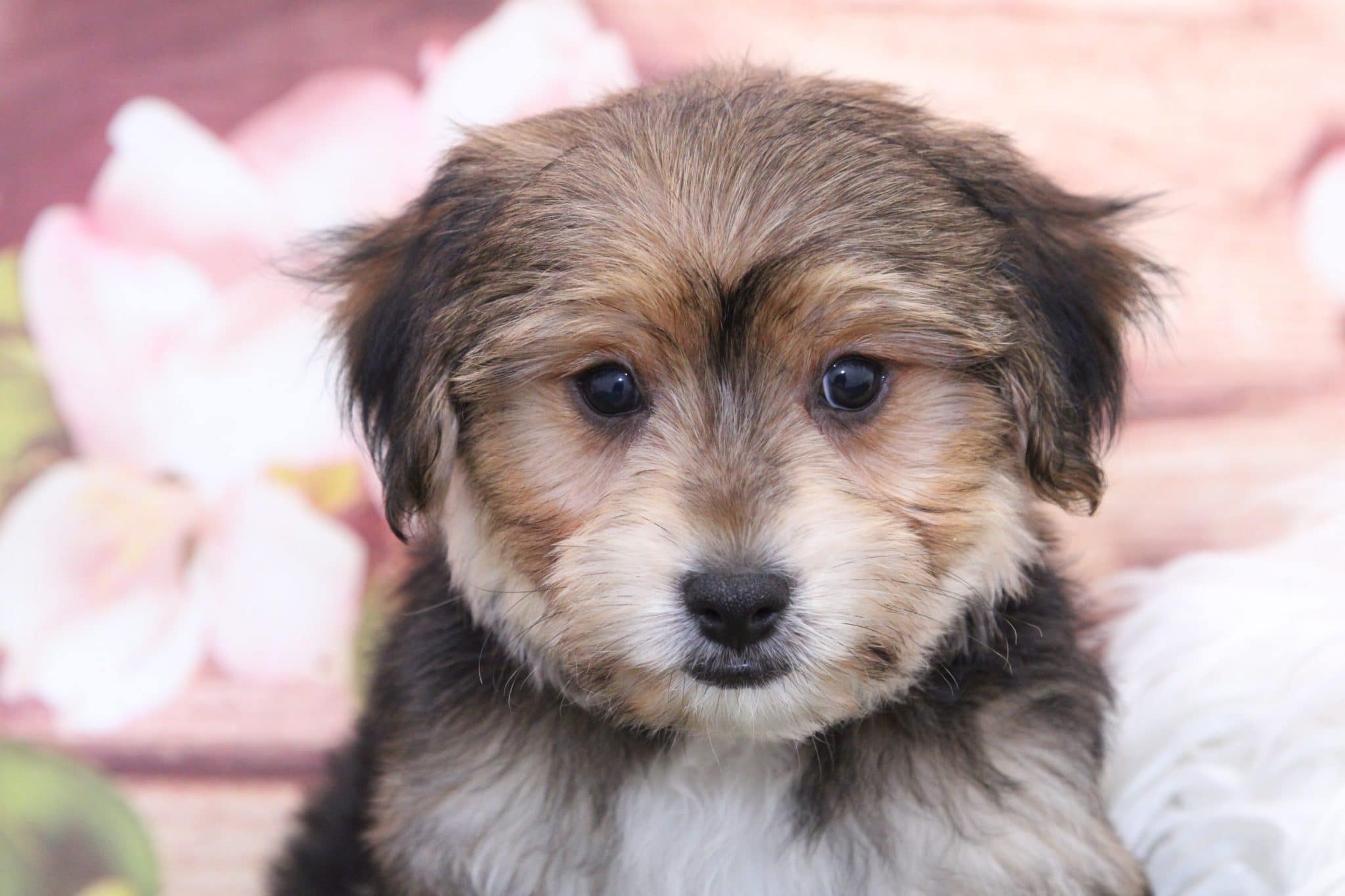 Zeus - Sweetest Male Morkie Puppy - Image 4