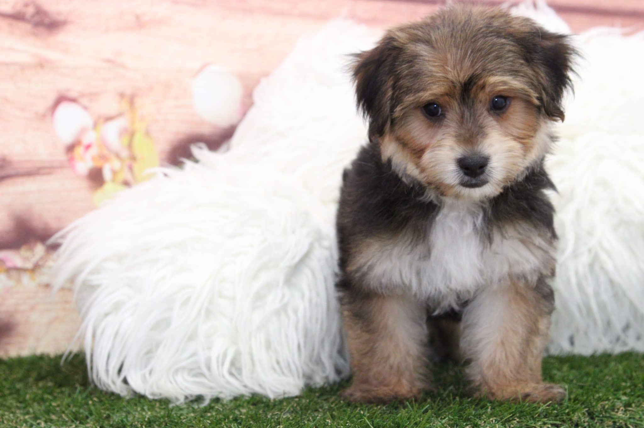 Zeus - Sweetest Male Morkie Puppy - Image 5