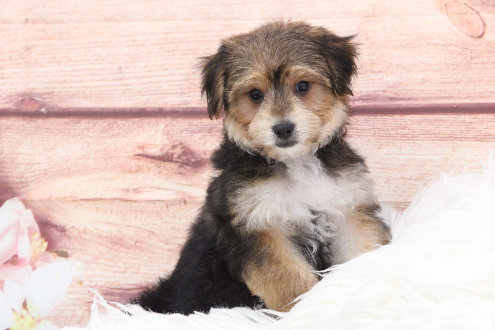Zeus - Sweetest Male Morkie Puppy - Image 6