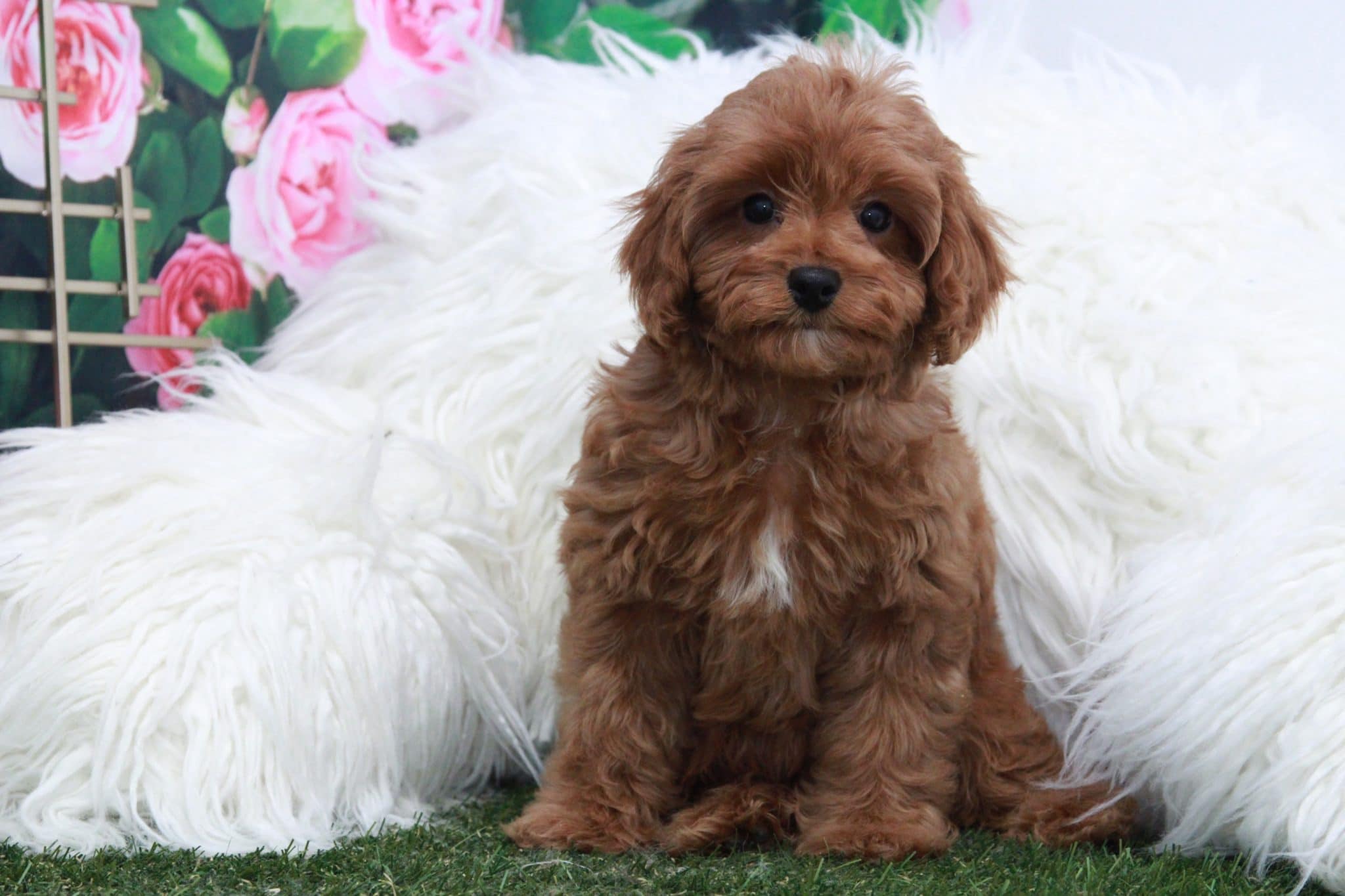 Zippy - Fluffy Red Male Cava-Poo Puppy