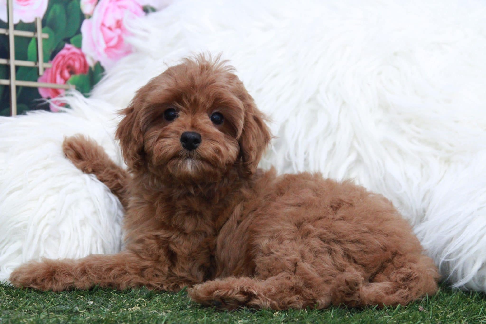 Zippy - Fluffy Red Male Cava-Poo Puppy - Image 3