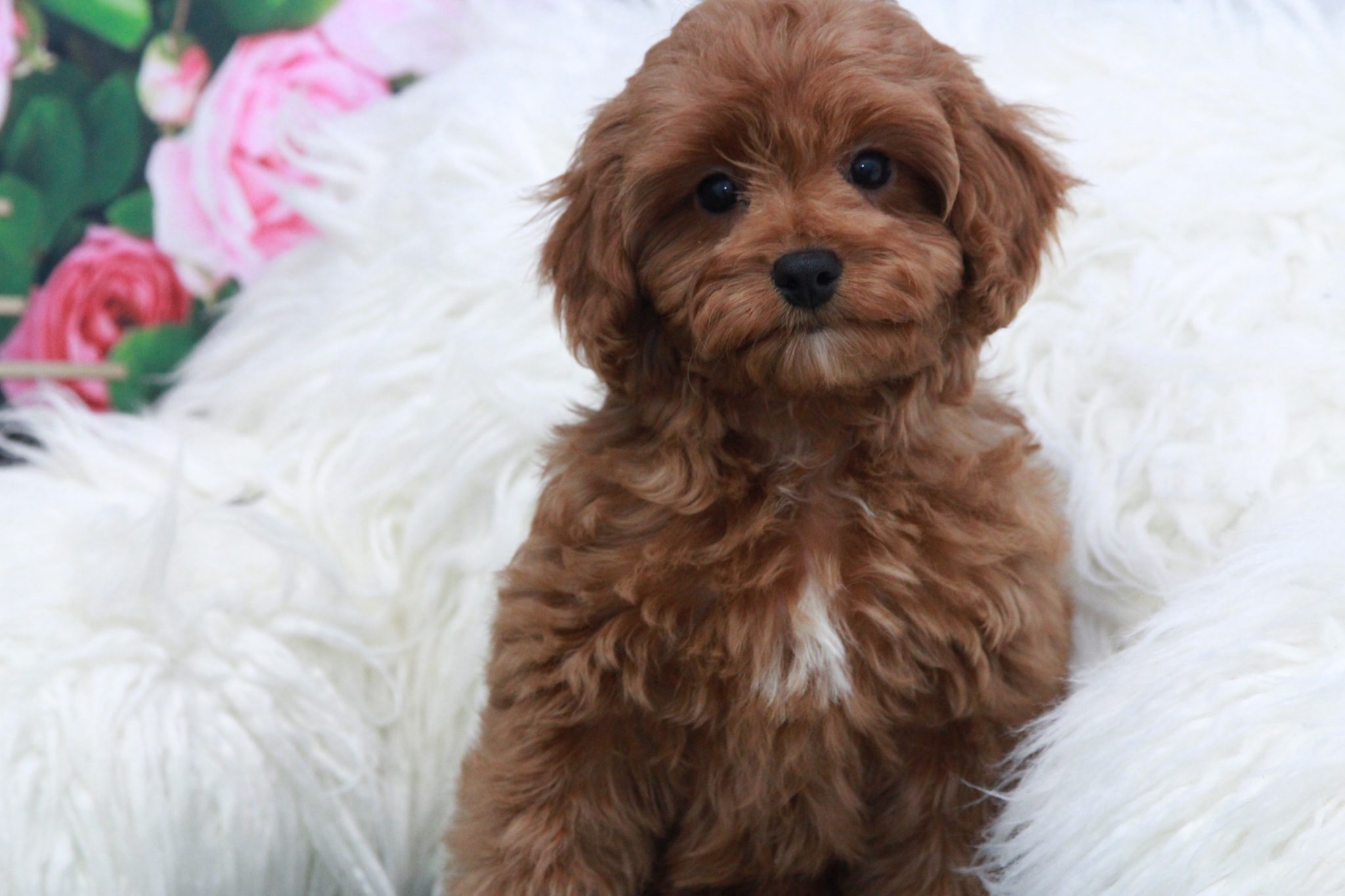 Zippy - Fluffy Red Male Cava-Poo Puppy - Image 2