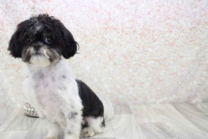 Zoey- Stunning Little Female Cava-Tzu