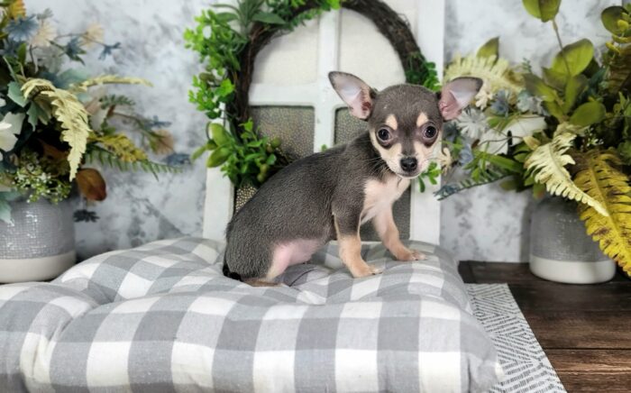 Zora - Adorable Blue Colored Female ACA Chihuahua Puppy - Image 6