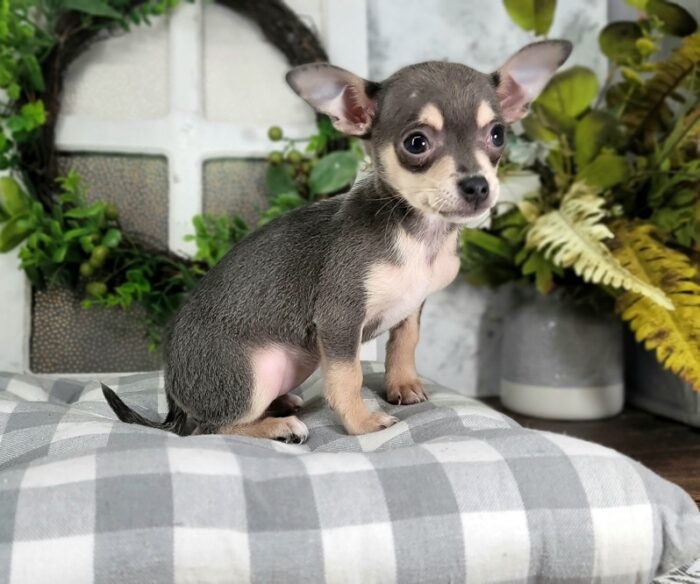 Zora - Adorable Blue Colored Female ACA Chihuahua Puppy - Image 5
