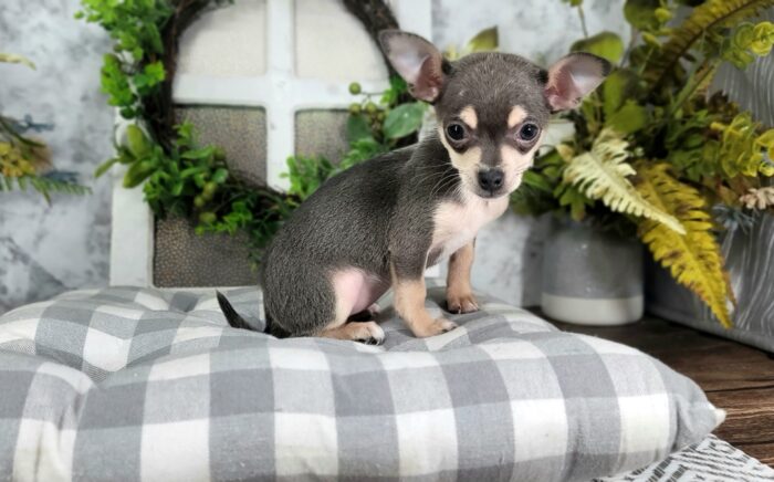 Zora - Adorable Blue Colored Female ACA Chihuahua Puppy - Image 4