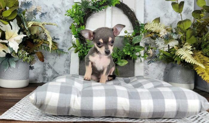 Zora - Adorable Blue Colored Female ACA Chihuahua Puppy - Image 2
