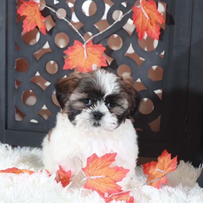 Zoro Cuddly Male Shih-Tzu Puppy