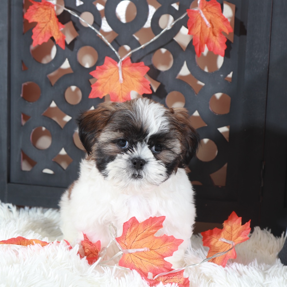 Zoro Cuddly Male Shih-Tzu Puppy
