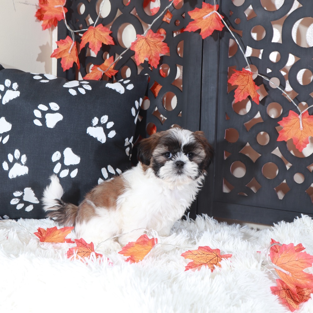 Zoro Cuddly Male Shih-Tzu Puppy - Image 2
