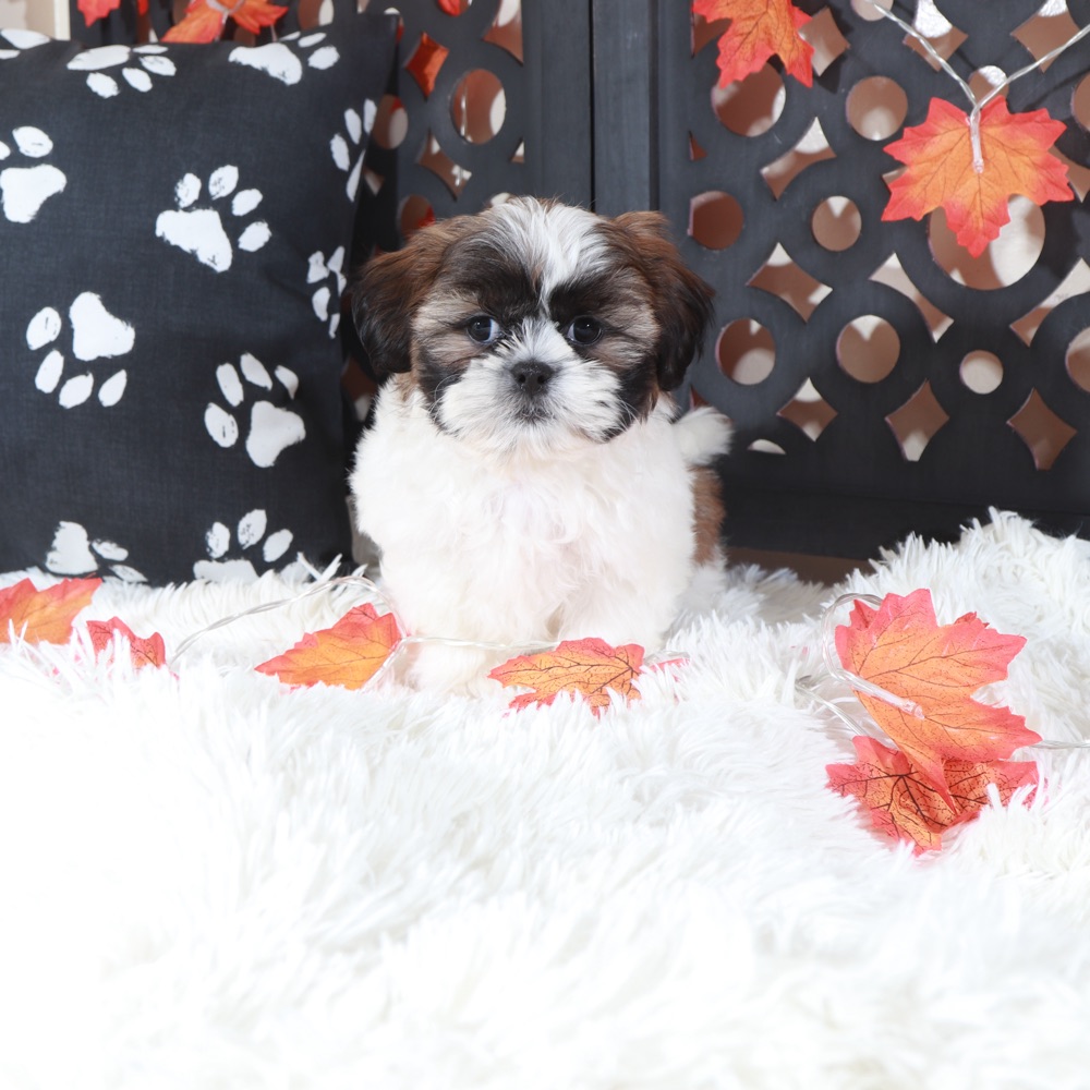 Zoro Cuddly Male Shih-Tzu Puppy - Image 3