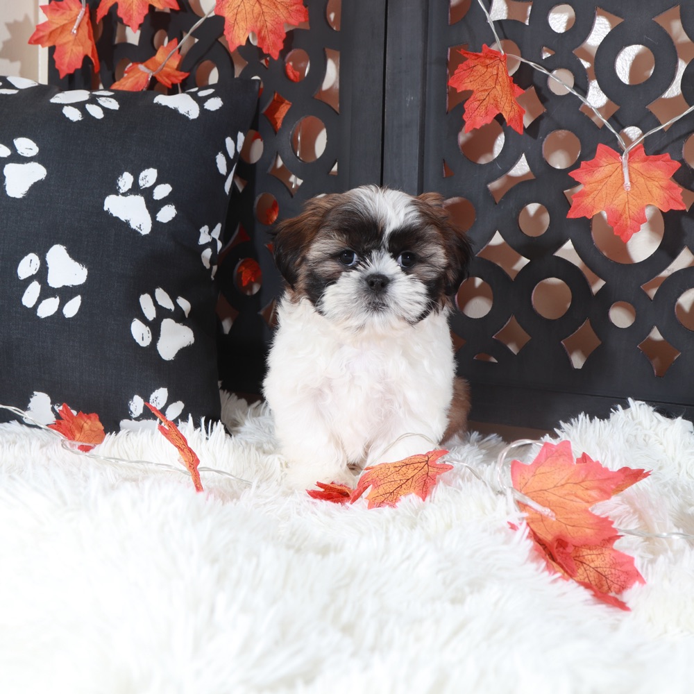 Zoro Cuddly Male Shih-Tzu Puppy - Image 5