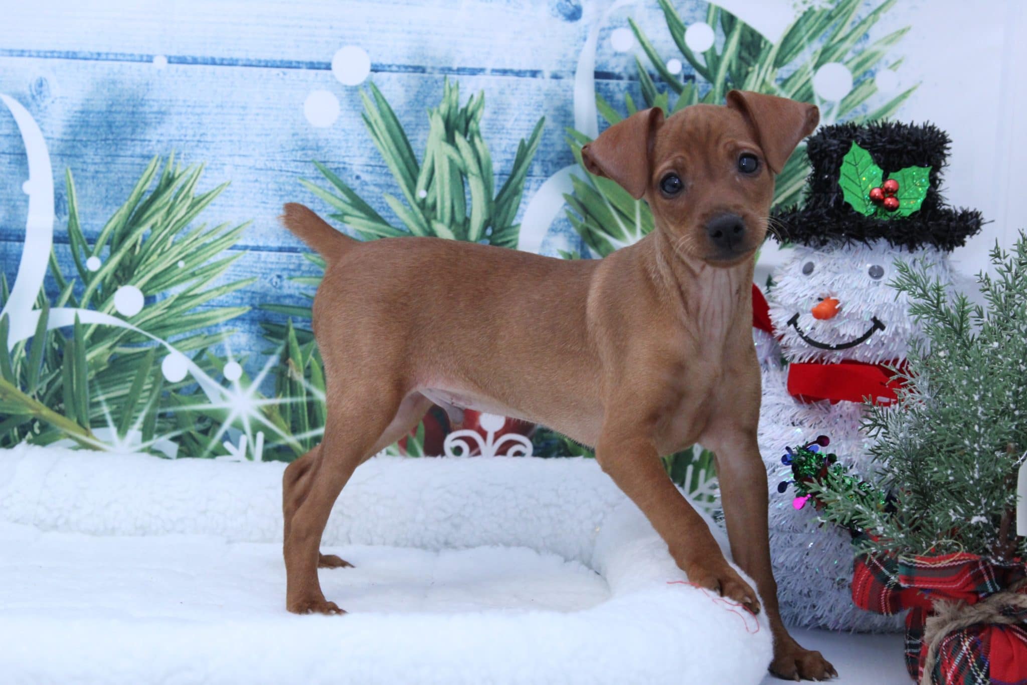 Zuzu - Adventurous Male Miniature Pinscher Puppy - Image 2