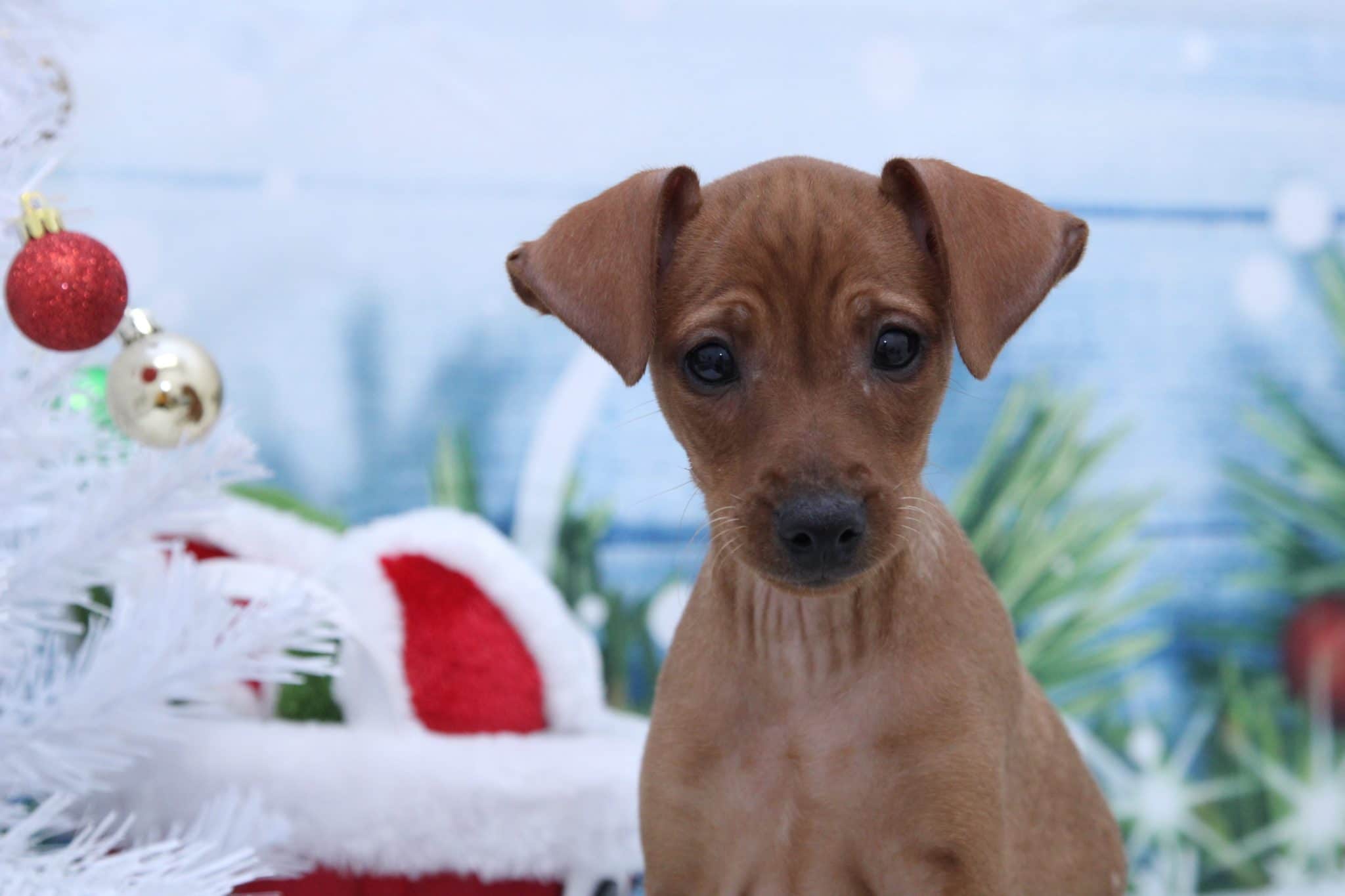 Zuzu - Adventurous Male Miniature Pinscher Puppy - Image 3