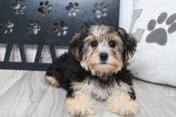 Aaron - Brave Male Yochon Puppy
