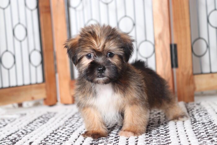 Aaron - Sweetest Male Shorkie Puppy