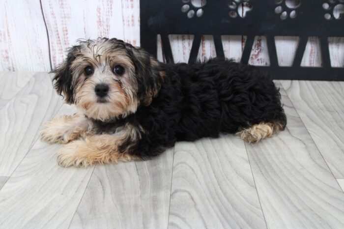 Aaron - Brave Male Yochon Puppy - Image 2