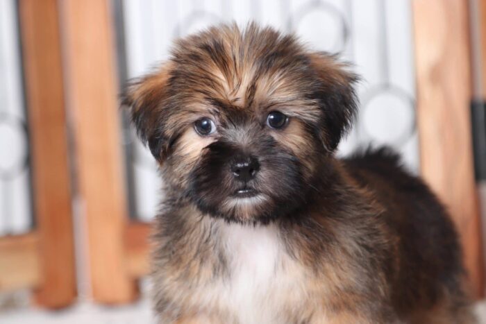 Aaron - Sweetest Male Shorkie Puppy - Image 2