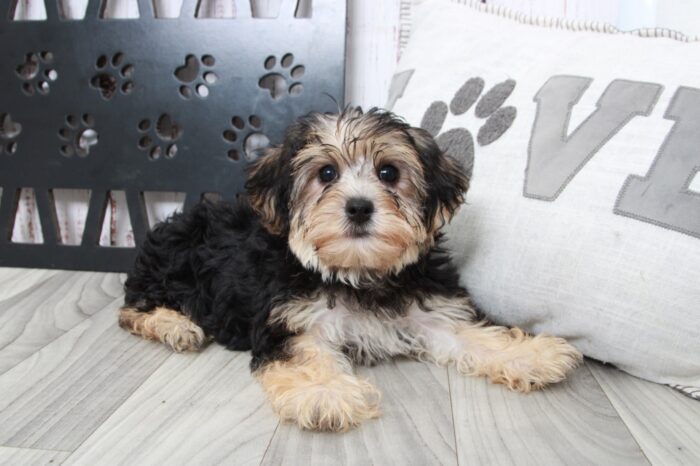 Aaron - Brave Male Yochon Puppy - Image 5