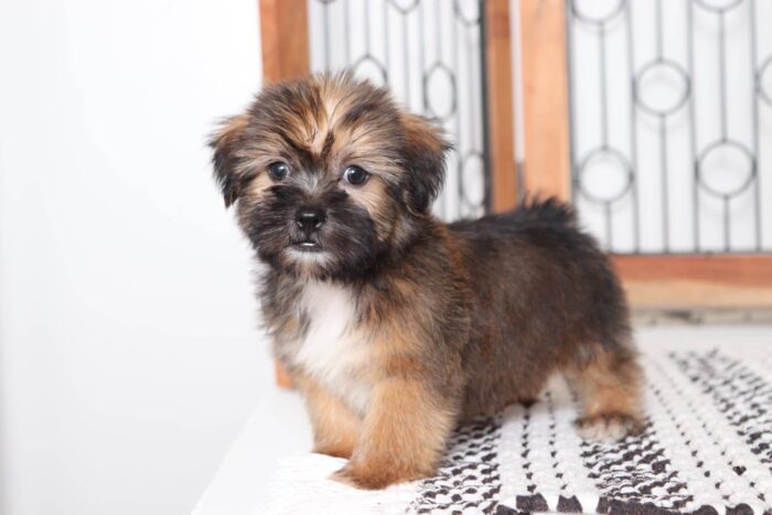Aaron - Sweetest Male Shorkie Puppy - Image 3