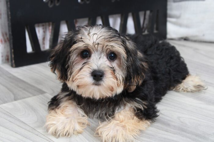 Aaron - Brave Male Yochon Puppy - Image 4