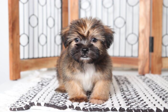 Aaron - Sweetest Male Shorkie Puppy - Image 4