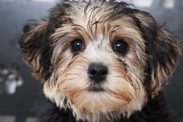 Aaron - Brave Male Yochon Puppy - Image 3