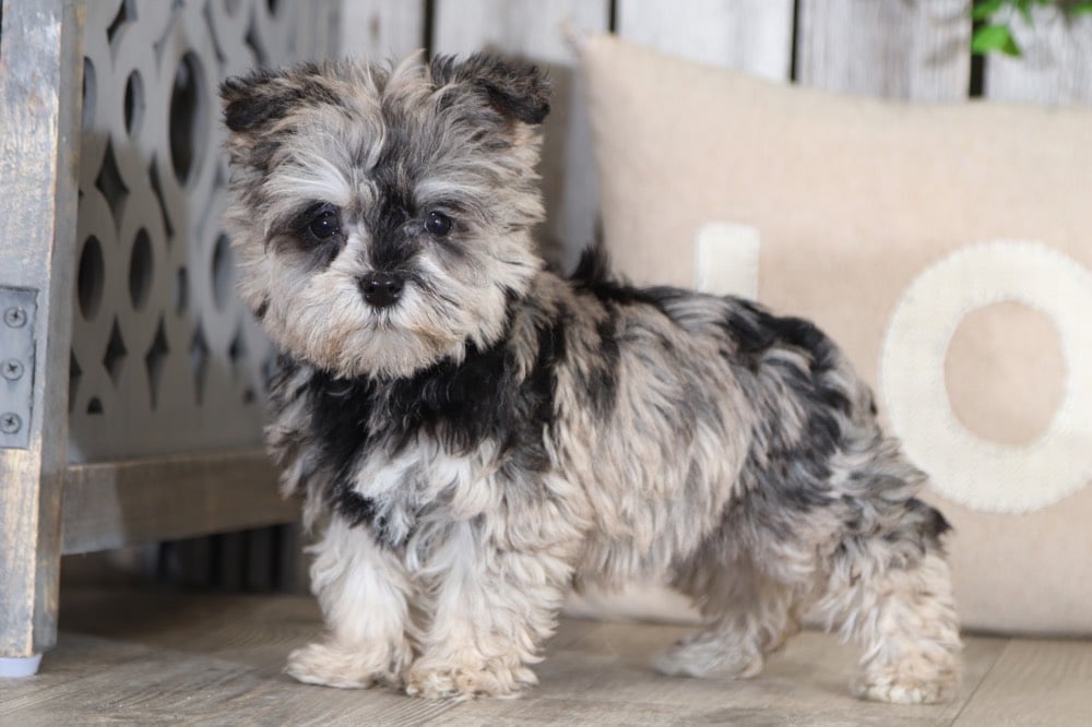 merle yorkie poo