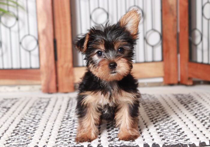 Abigail - Happy Little Tri Colored Female Teddy Bear Puppy