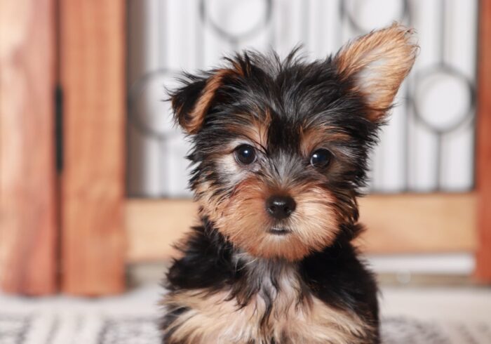 Abigail - Happy Little Tri Colored Female Teddy Bear Puppy - Image 2