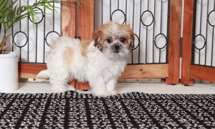 Abigail - Happy Little Tri Colored Female Teddy Bear Puppy - Image 4