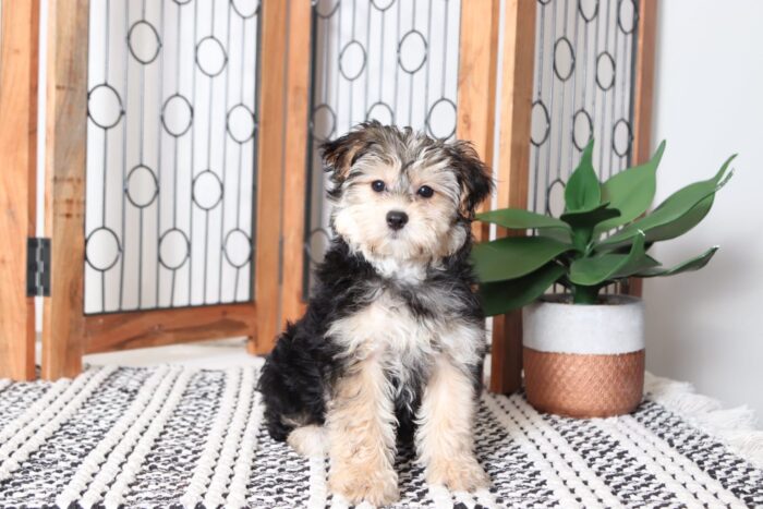 Ada - Pretty Female Hava-York Puppy