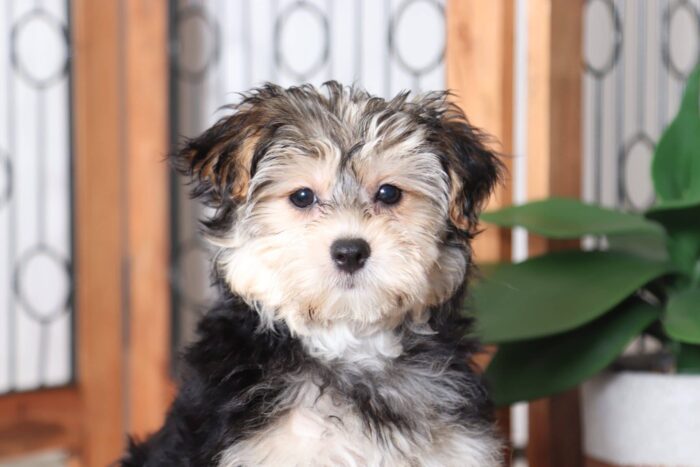 Ada - Pretty Female Hava-York Puppy - Image 2