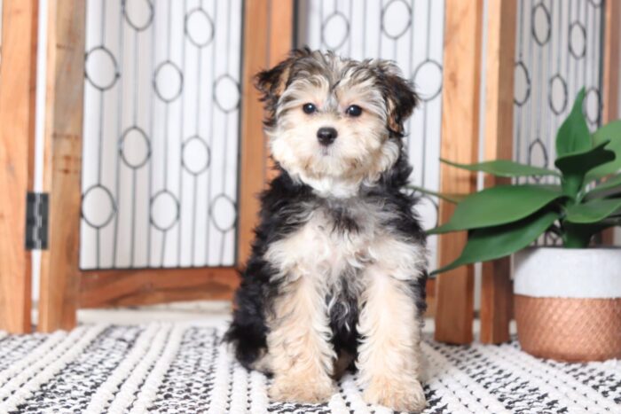 Ada - Pretty Female Hava-York Puppy - Image 3